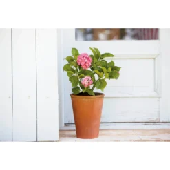 Terracotta Long Tom Plant Pot - 23cm -Garden Decoration 12805967 4784833173194872