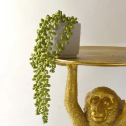 House Beautiful String Of Pearls In Ceramic Pot -Garden Decoration 12890040 3924857412833165