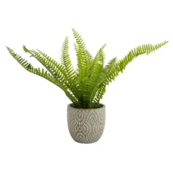 Maidenhair Fern In Ceramic Pot -Garden Decoration 12890042 1544868121170856
