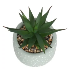 Small Succulent - Green -Garden Decoration 12909501 6844869235562523