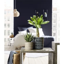 Scheurich Alma Blue Ceramic Pot - 16cm 5 Scheurich Alma Blue Ceramic Pot - 16cm -Garden Decoration 12912147 7604845867852591