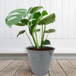 Ribbed Planter (3 Colour Mix) - 18cm -Garden Decoration 13193953 1834933504482486