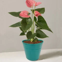 Ribbed Planter (3 Colour Mix) - 12cm -Garden Decoration 13193954 1834933504168194