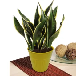 Ribbed Planter (3 Colour Mix) - 12cm -Garden Decoration 13193954 2864933504188960