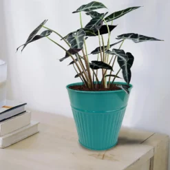 Ribbed Planter (3 Colour Mix) - 14cm -Garden Decoration 13193958 1734933504233246