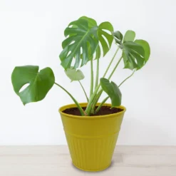 Ribbed Planter (3 Colour Mix) - 14cm -Garden Decoration 13193958 2054933504207512