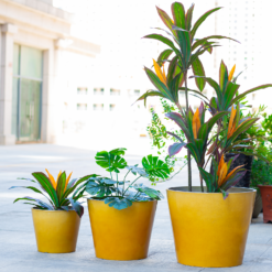 Glazed Finish Planter Mustard 30cm -Garden Decoration 13928631 8775001956194656