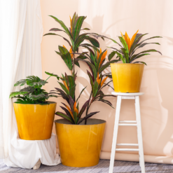 Glazed Finish Planter Mustard 40cm -Garden Decoration 13928632 1075001956273763