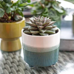 Two Tone Ombre Indoor Plant Pot - 12cm -Garden Decoration 14197407 1005024191386699