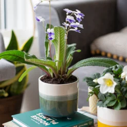 Two Tone Ombre Indoor Plant Pot - 12cm -Garden Decoration 14197407 2875024191340553