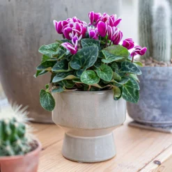 Chamfered Indoor Plant Pot - 13cm -Garden Decoration 14197408 5005024191396185