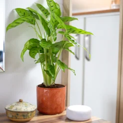 Art Deco Indoor Plant Pot - 12cm -Garden Decoration 14197411 5485024190924552