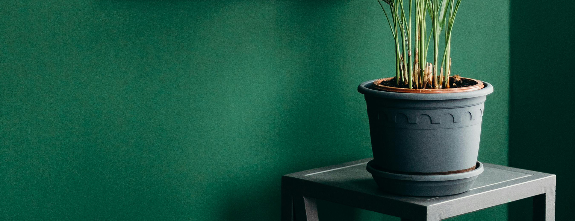 Garden Decoration -Garden Decoration pexels cottonbro 4065159